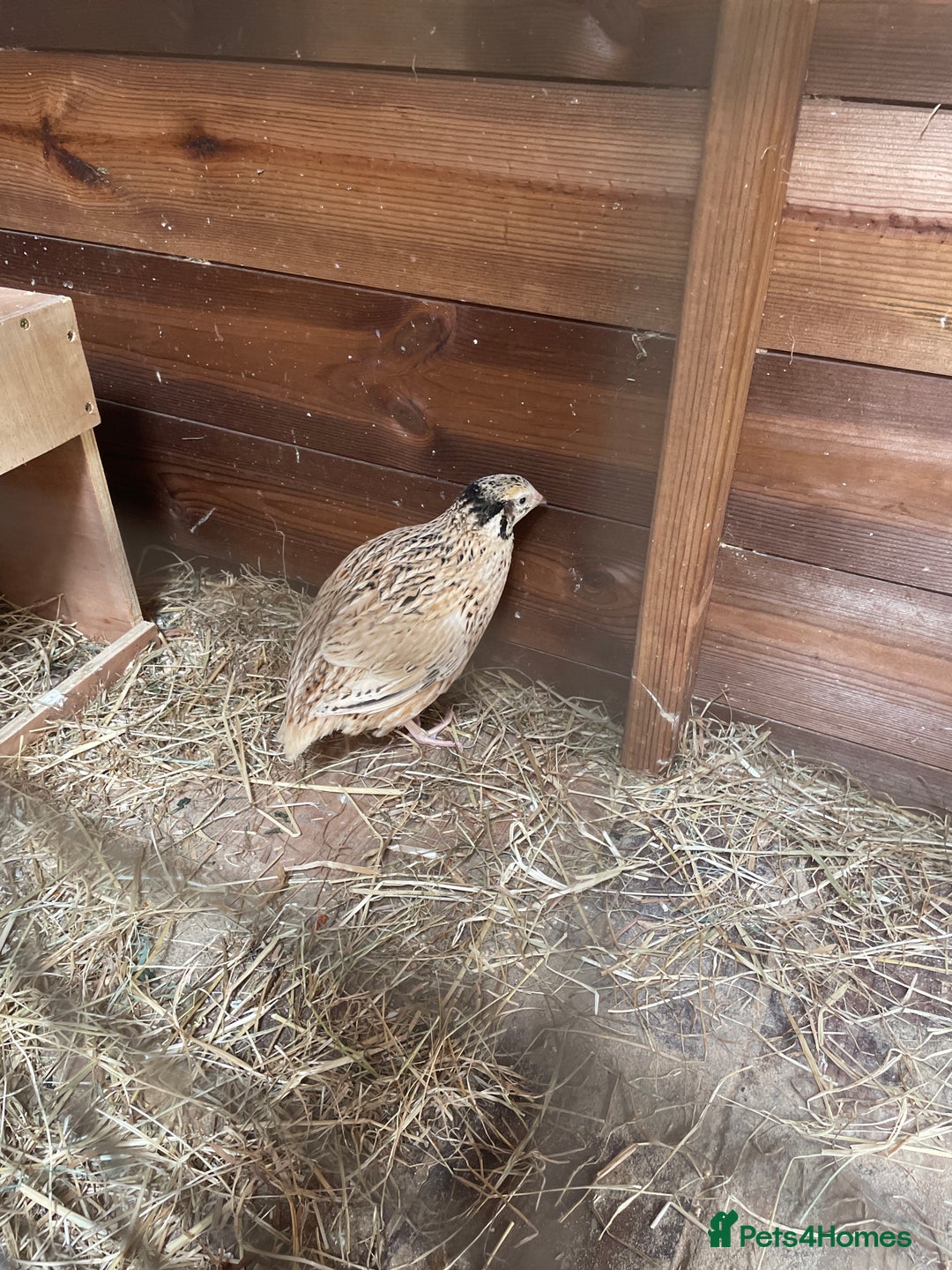 Quail poultry for sale: Quail female conturnix  - Image 1