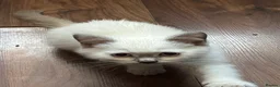 British Shorthair cats for sale: White and Grey British Shorthairs in Leicester - Advert 3