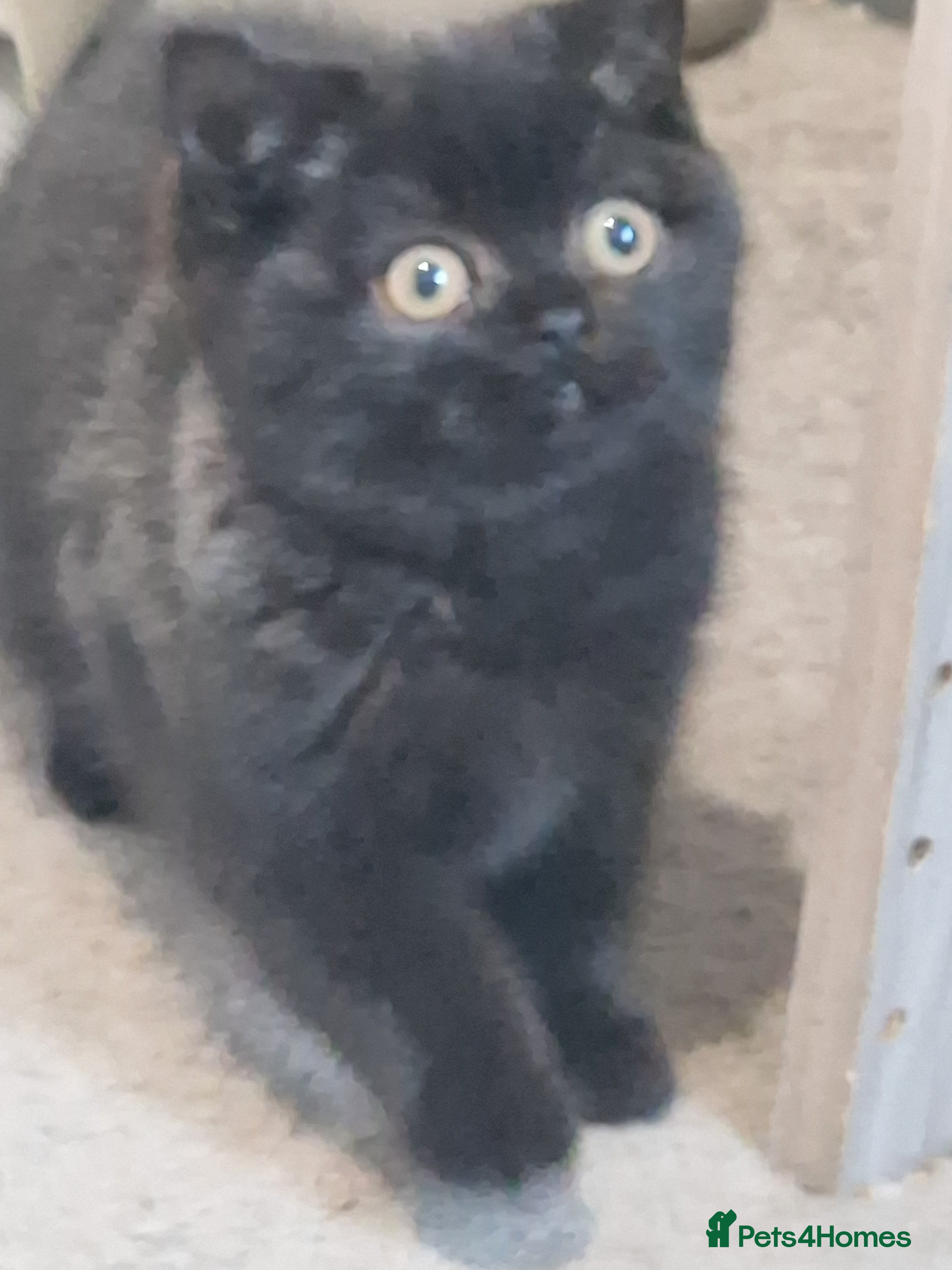 British Shorthair cats British Shorthair Kittens - Advert 18