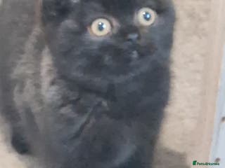 British Shorthair cats British Shorthair Kittens - Advert 18