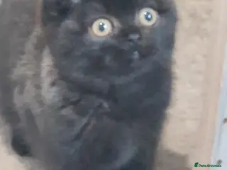 British Shorthair cats British Shorthair Kittens - Advert 9