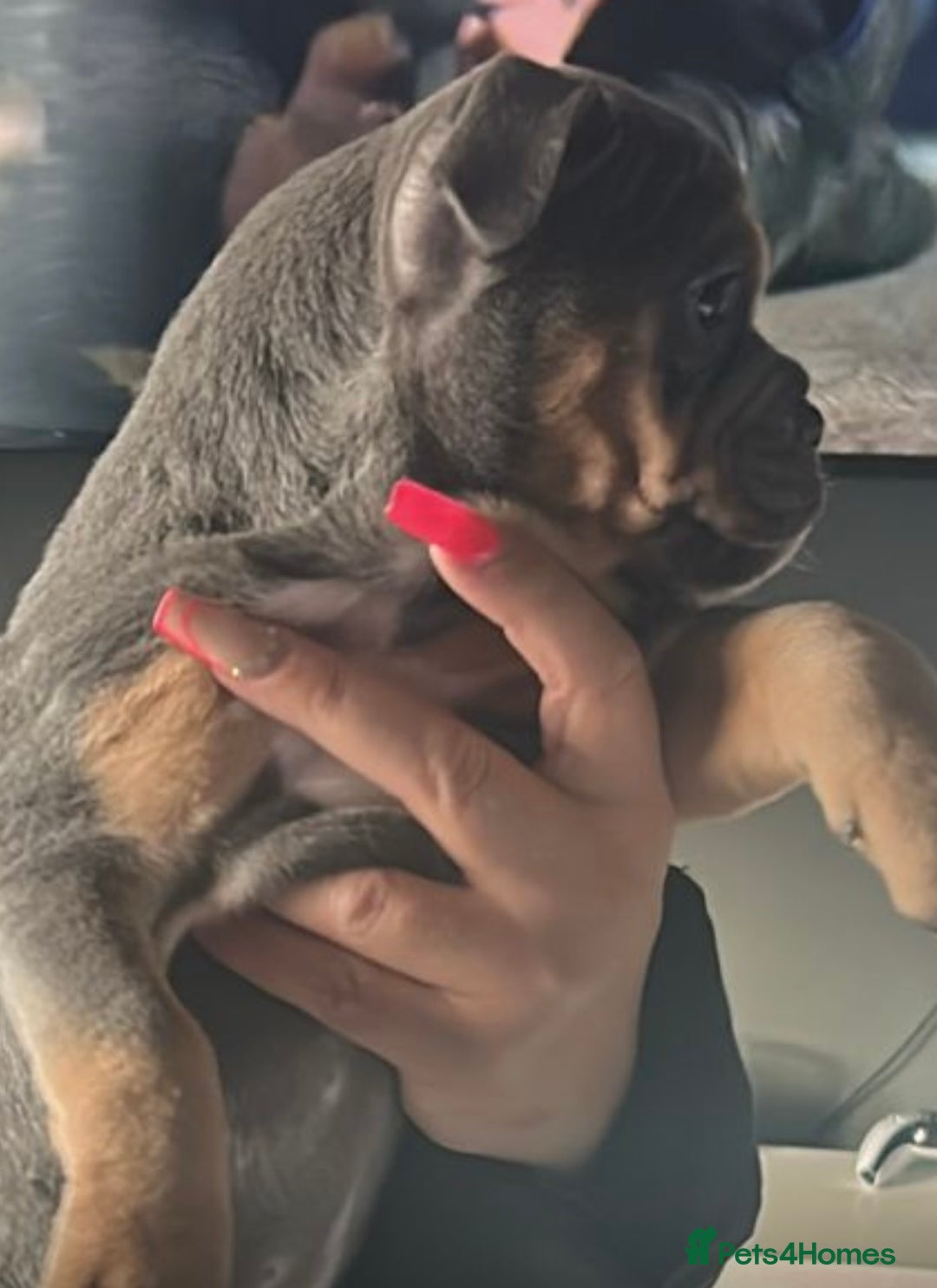 Mixed Breed dogs for sale:  / British bulldogs puppy’s 1 GIRL LEFT 💖  - Image 18