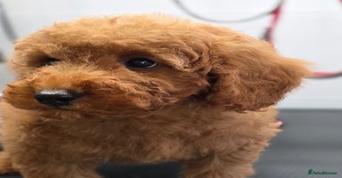 Miniature Poodle dogs - Advert 7