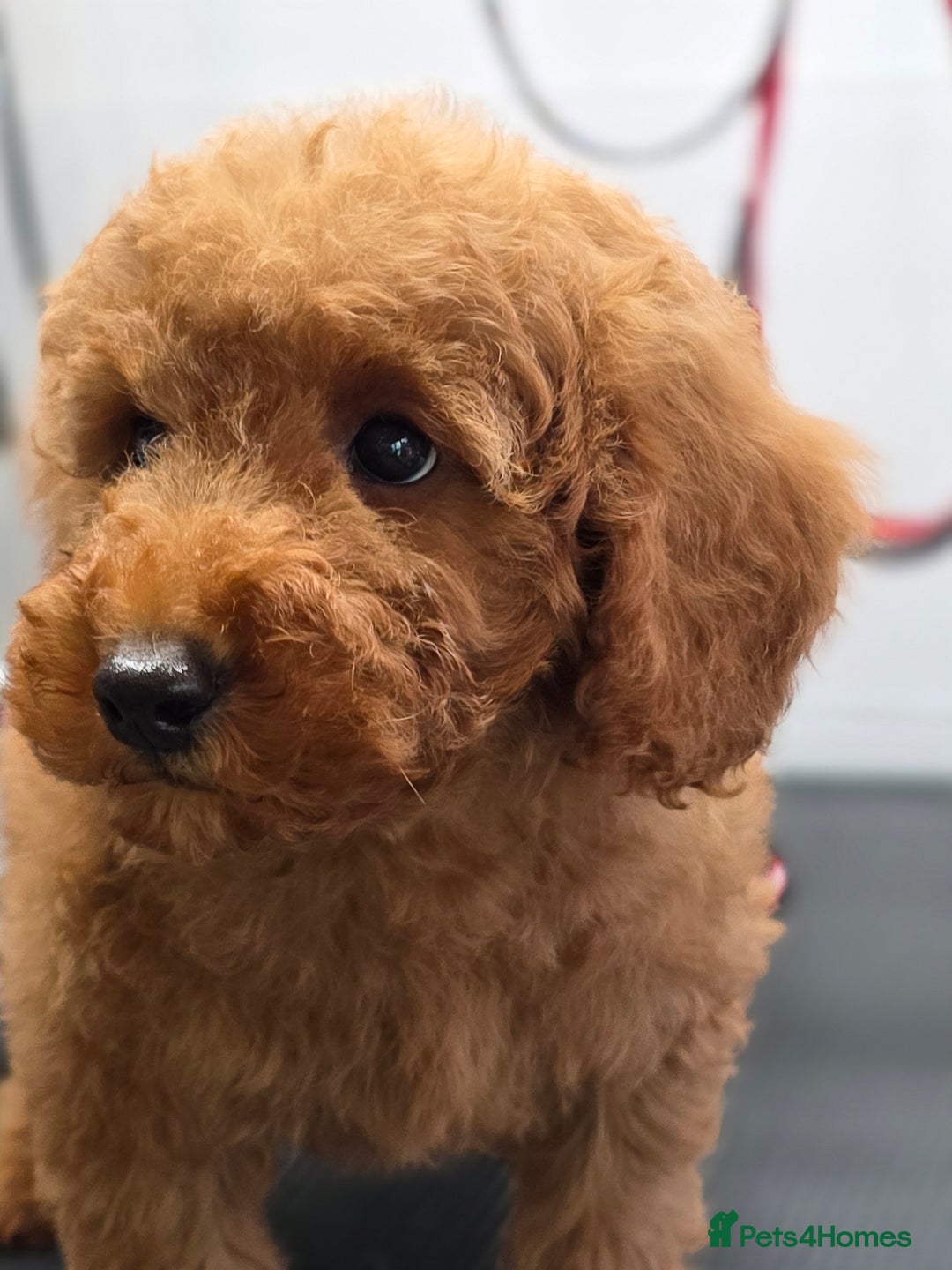 Miniature Poodle dogs for sale: MINIATURE POODLE PUPPIES - Image 4
