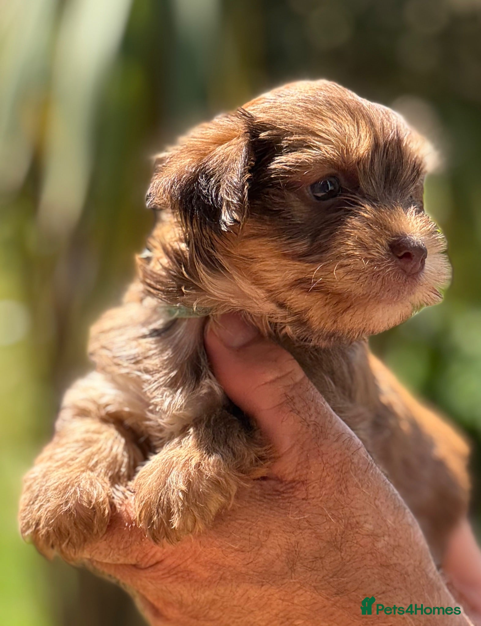 Yorkshire Terrier dogs Super Health tested Ocean Pearl /coloured Yorkies  - Advert 1
