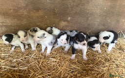 Border Collie dogs for sale: Blue Merle/ black and white border collie puppies - Image 1