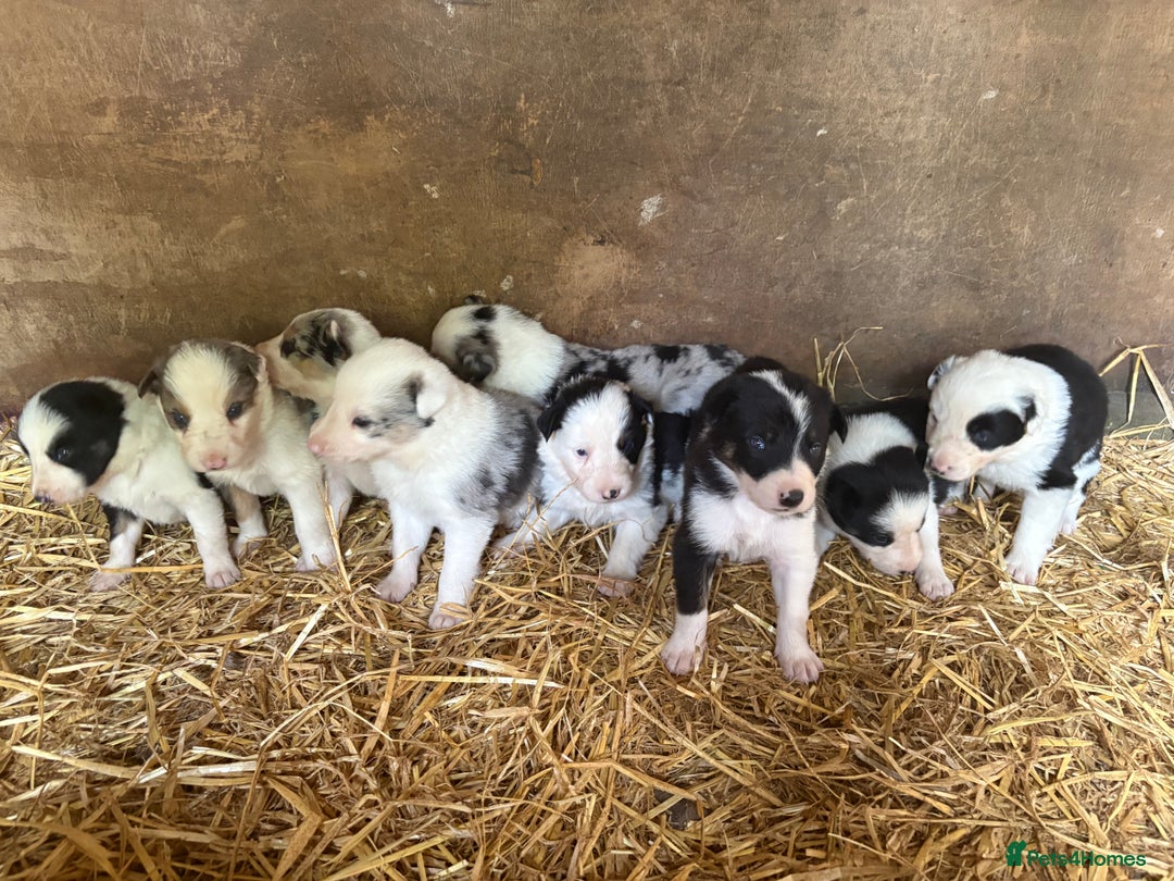 Border Collie dogs for sale: Blue Merle/ black and white border collie puppies - Image 1