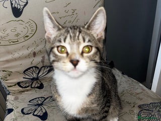 Exotic cats Linda - Advert 1