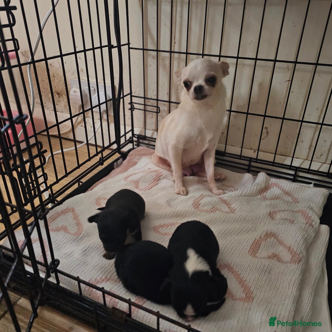 Chihuahua dogs for sale: 3 tiny chiuauas - Advert 1