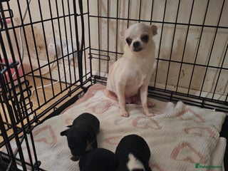 Chihuahua dogs 3 tiny chiuauas - Advert 1