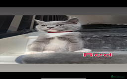 Mixed Breed cats for sale: 🐾 British Short Hair X Ragdoll Kittens 🐾 - Image 1