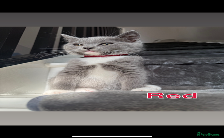 Mixed Breed cats - Advert 10