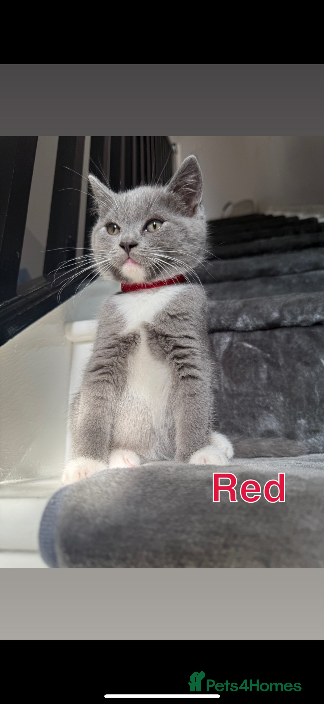 Mixed Breed cats for sale: 🐾 British Short Hair X Ragdoll Kittens 🐾 - Image 1