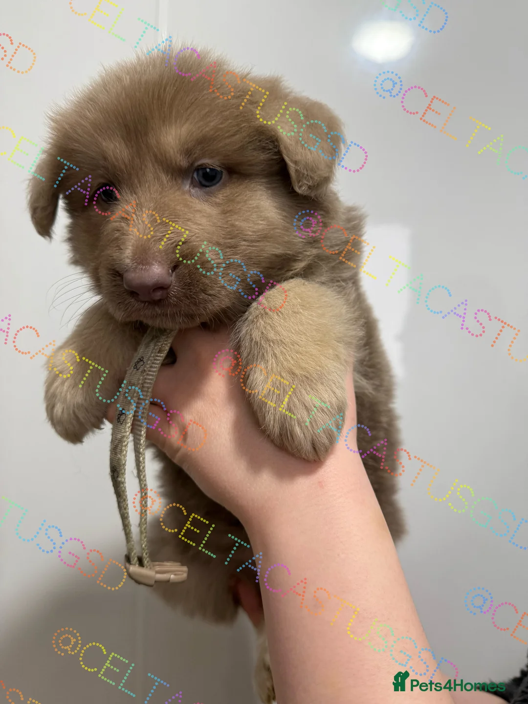 German Shepherd dogs for sale: Kcreg white blue and Isabella German shepherd pups - Advert 13