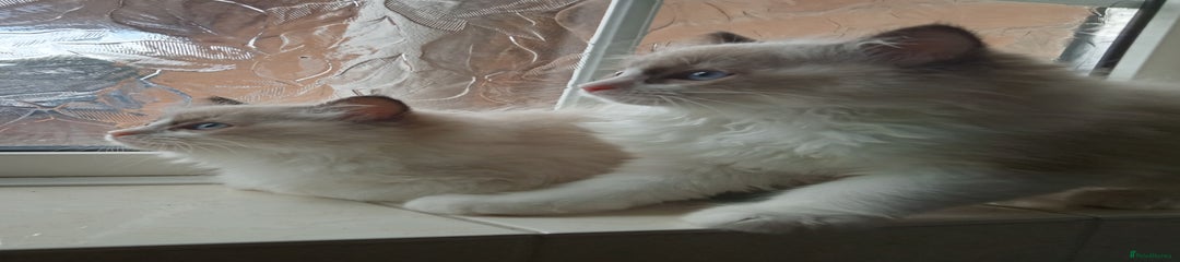 Ragdoll Kitten 3