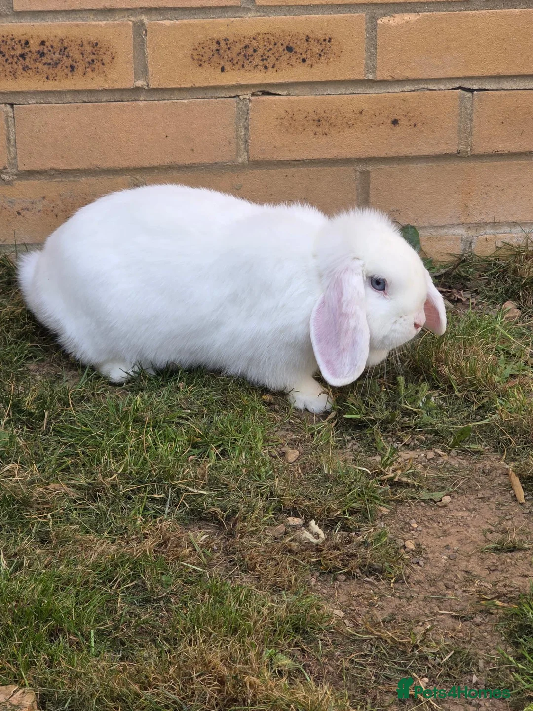 Mini Lop rabbits for sale: Female Mini lion lop - Advert 3