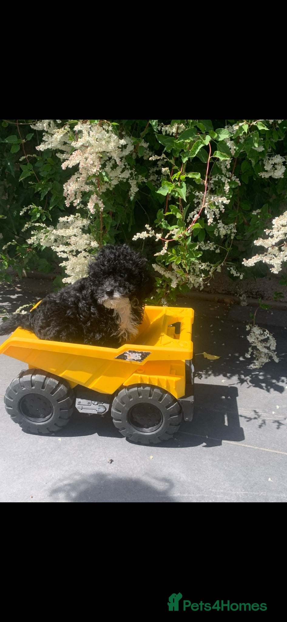 Cavapoo dogs Multigenerational Australian labradoodle cavapoo  - Advert 2