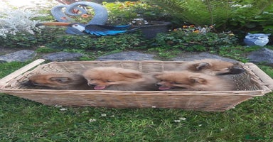 Pomeranian dogs - Advert 2