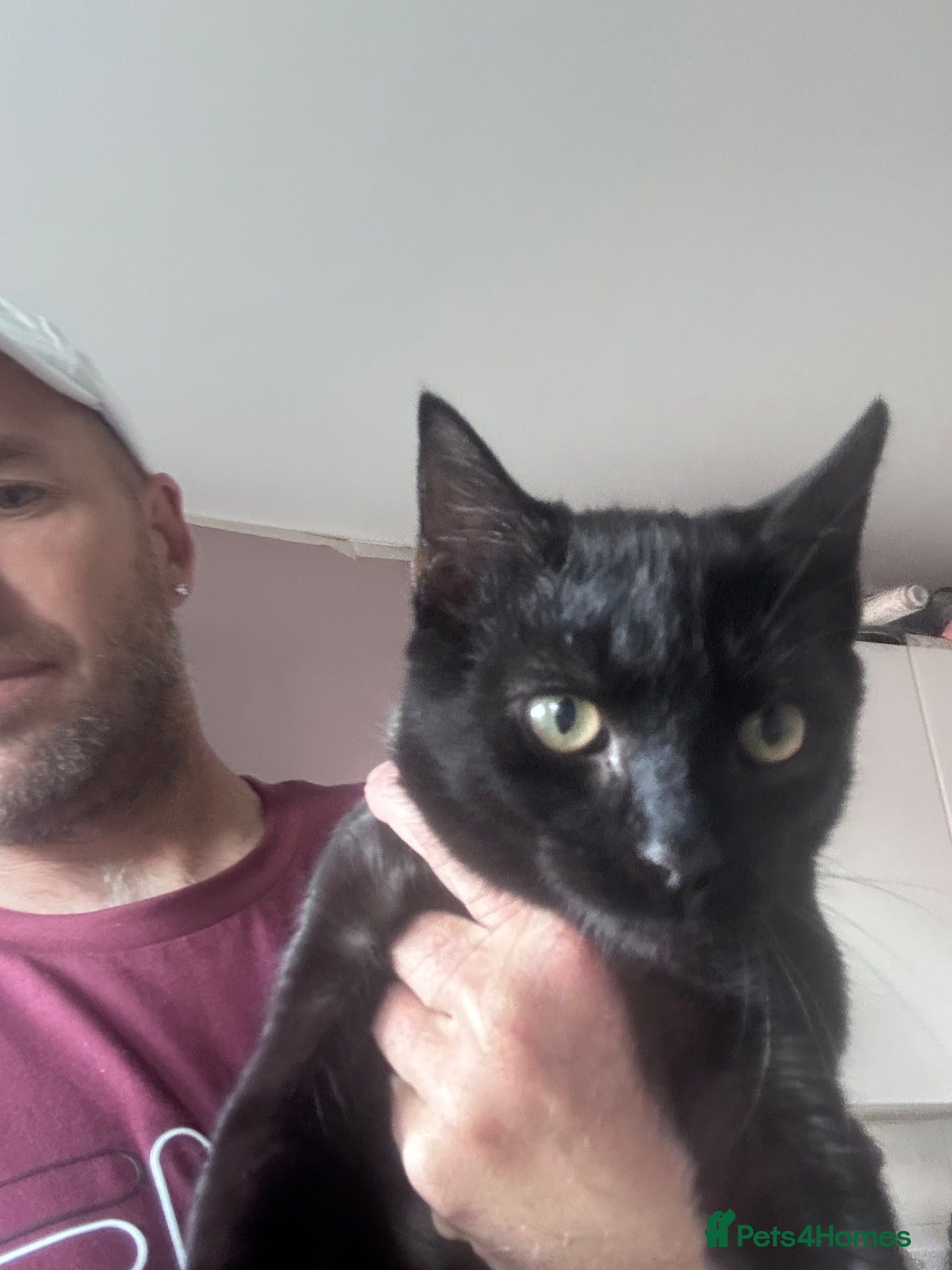 Bombay cats Free  - Advert 2
