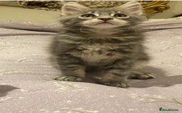 Maine Coon cats for sale: Pedigree Maine Coon Kittens Champion-Giant Russian - Image 6