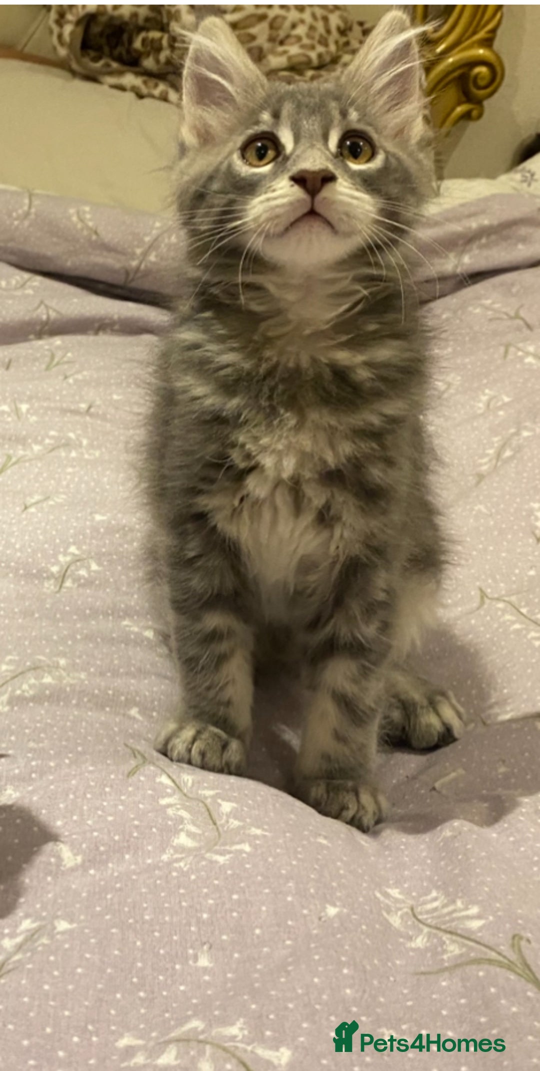 Maine Coon cats for sale: Pedigree Maine Coon Kittens Champion-Giant Russian - Image 6