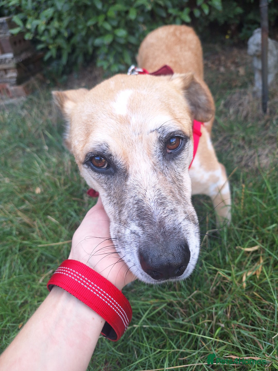 Mixed Breed dogs for sale: Big Golden Boy for Adoption  - Image 3