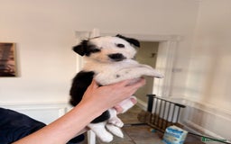 Border Collie dogs for sale: Pure Breed Boarder Collie Pups - Image 37