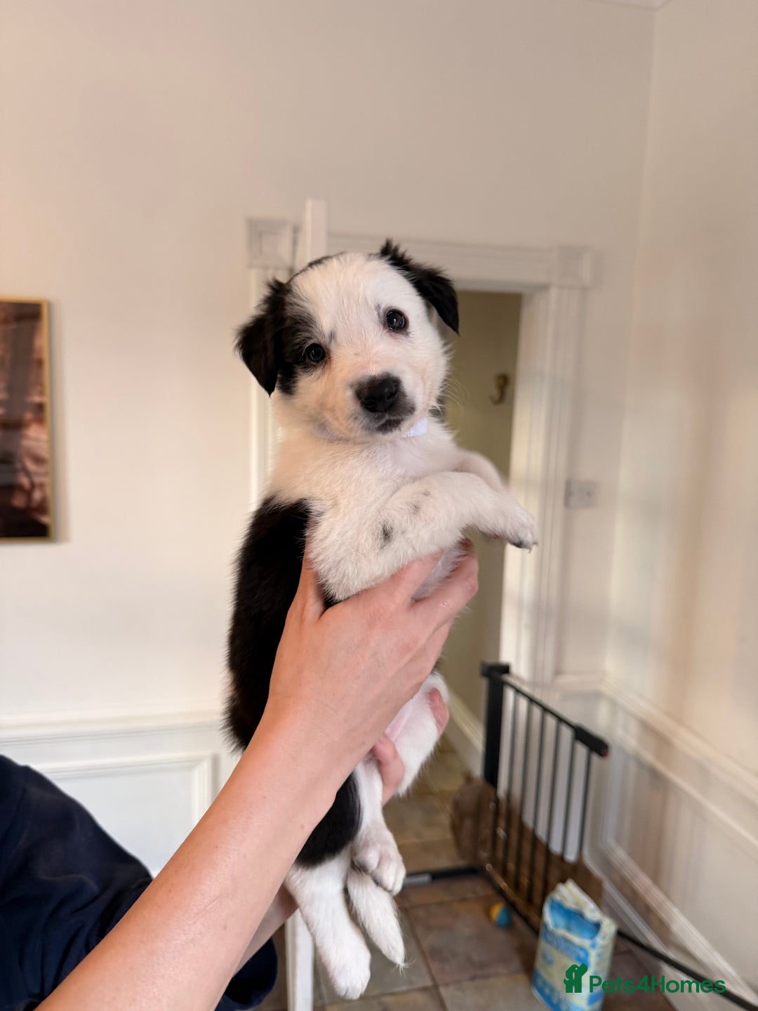Border Collie dogs for sale: Pure Breed Boarder Collie Pups - Image 37