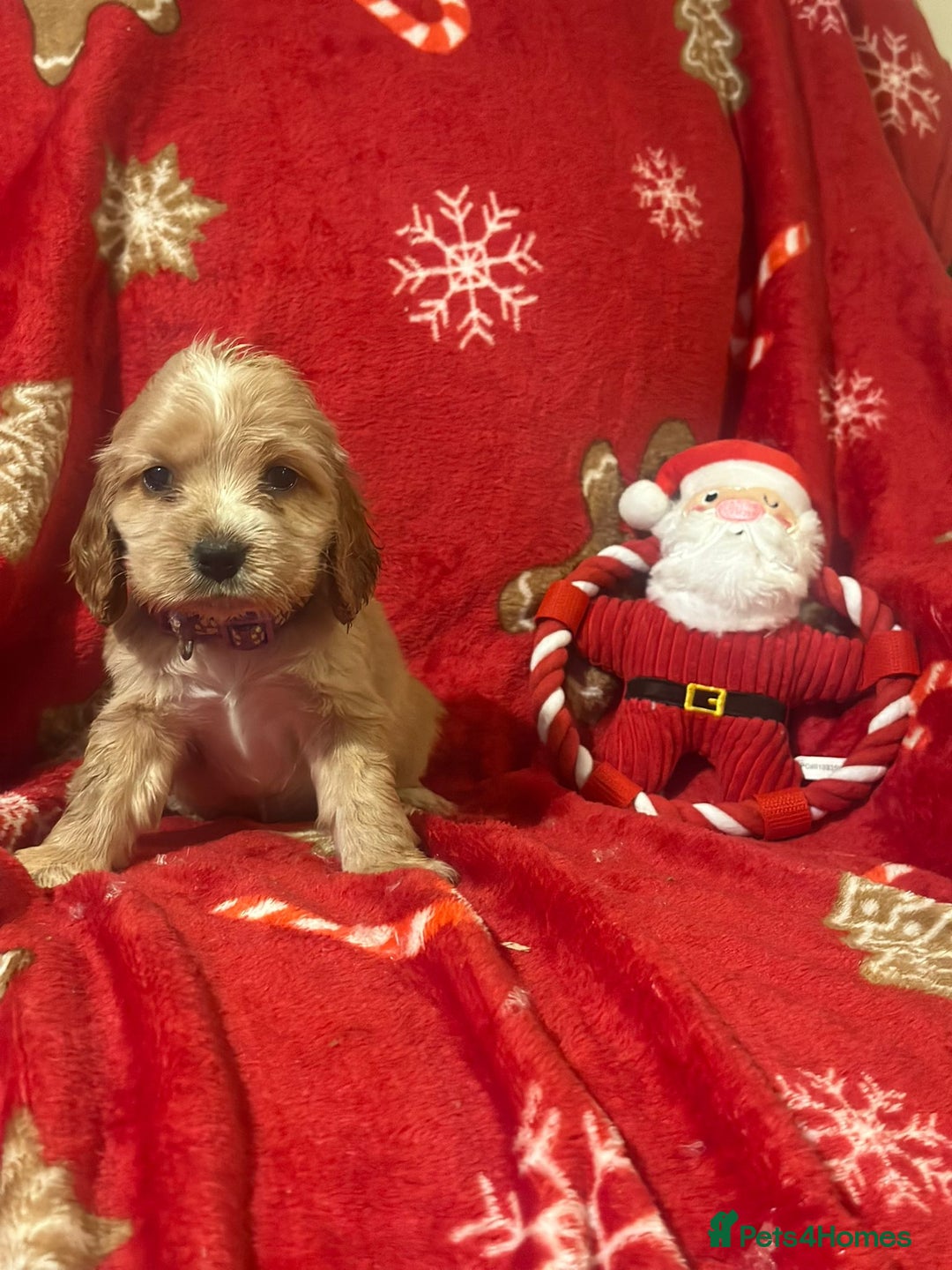 Cocker Spaniel dogs for sale: 🌟STUNNING SHOW COCKER SPANIEL BABIES🌟1 Boy left  - Advert 22