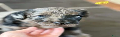 Labradoodle 4