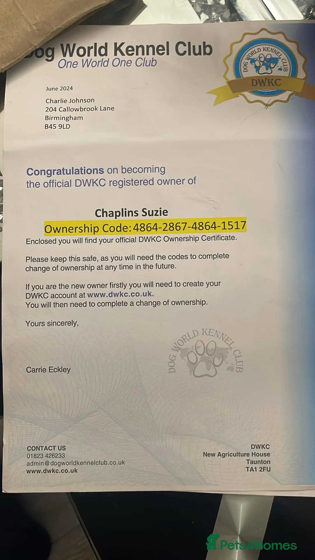 French Bulldog dogs for sale: Chocolate Merle French Bulldog PEDIGREE REGISTERED - Advert 5