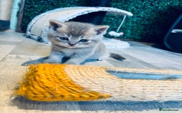 British Shorthair cats for sale: British shorthair kittens  - Image 4