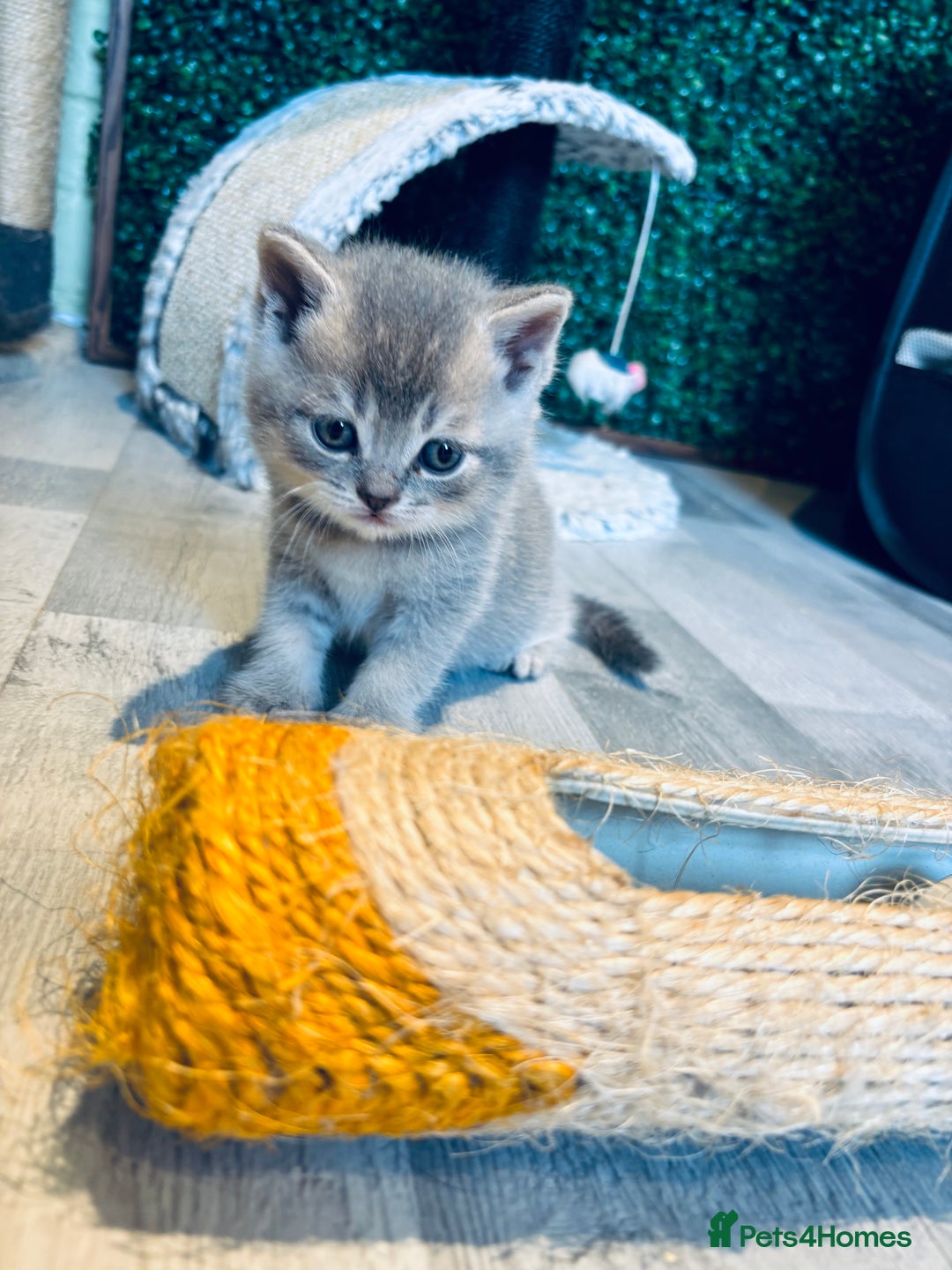 British Shorthair cats for sale: British shorthair kittens  - Image 4