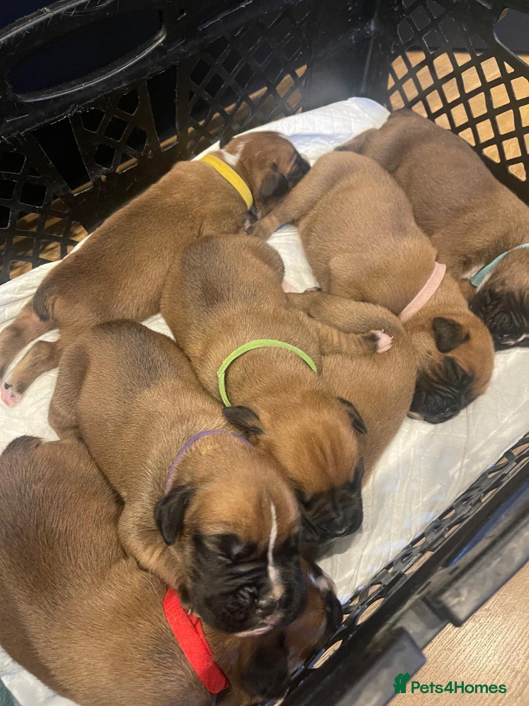 Boxer dogs for sale: Stunning KC registered bobtailed Boxer puppies - Advert 4