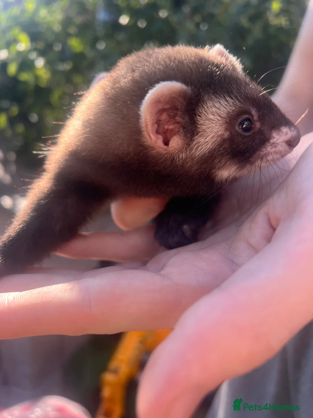 Ferret rodents for sale: One hob one gill 8 weeks old  - Advert 10