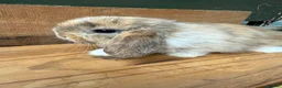 Mini Lop rabbits for sale: MINI LOP BUNNIES - PEDIGREE  - Advert 22
