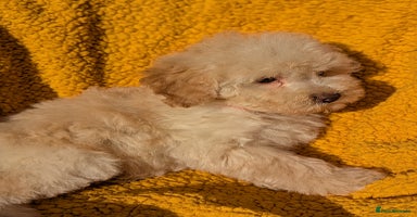 Miniature Poodle dogs - Advert 15
