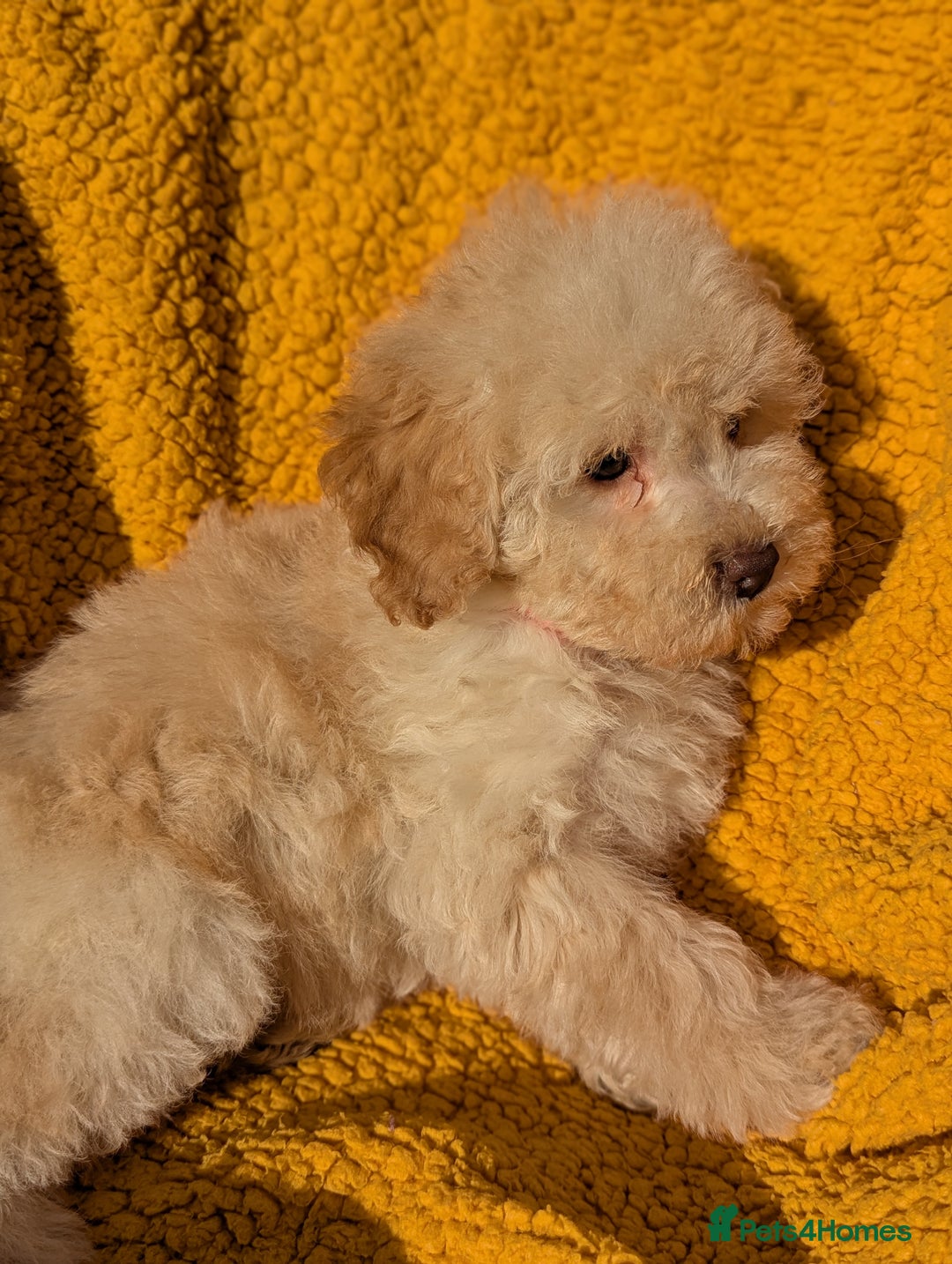 Miniature Poodle dogs for sale: Ready now Kc reg mini poodle pups for sale  - Advert 2