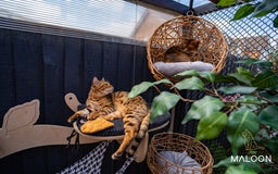 Bengal cats for sale: One of the kind Bengal Female -TICA reg.-Wild look - Image 40