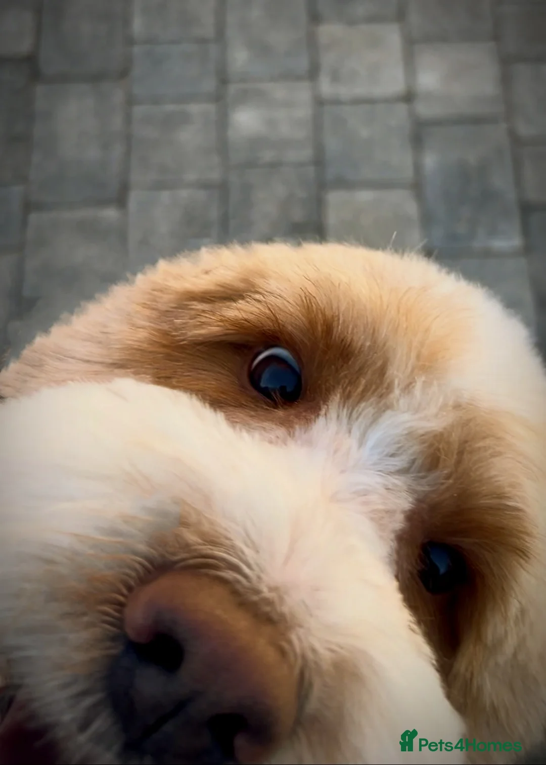 Double Doodle dogs for stud: Australian Double Doodle Stud in Swadlincote - Advert 2