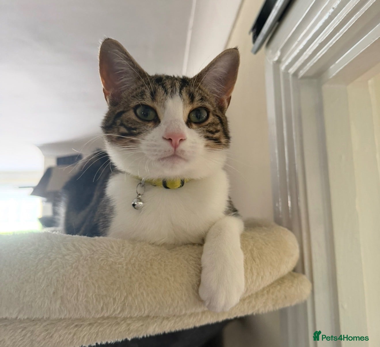 Mixed Breed cats Beany 1 Year old  - Advert 1