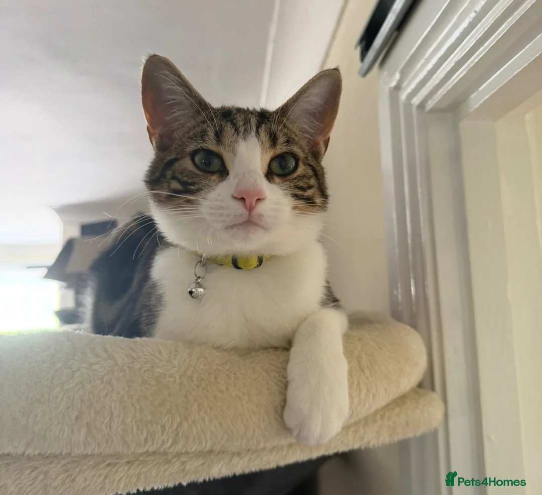 Mixed Breed cats for sale: Beany 1 Year old  - Advert 1