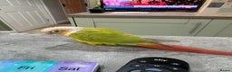Conures birds for sale: Male pineapple conure - Advert 5