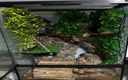 Gecko reptiles for sale: Dalmatian crested gecko - Image 5