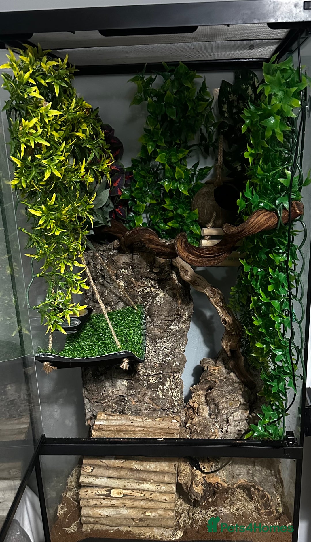 Gecko reptiles for sale: Dalmatian crested gecko - Image 5