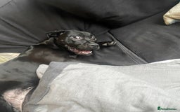 Mixed Breed dogs for sale: Mix breed dog staffy lab  - Image 1