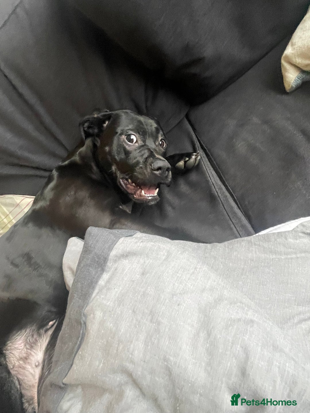 Mixed Breed dogs for sale: Mix breed dog staffy lab  - Image 1