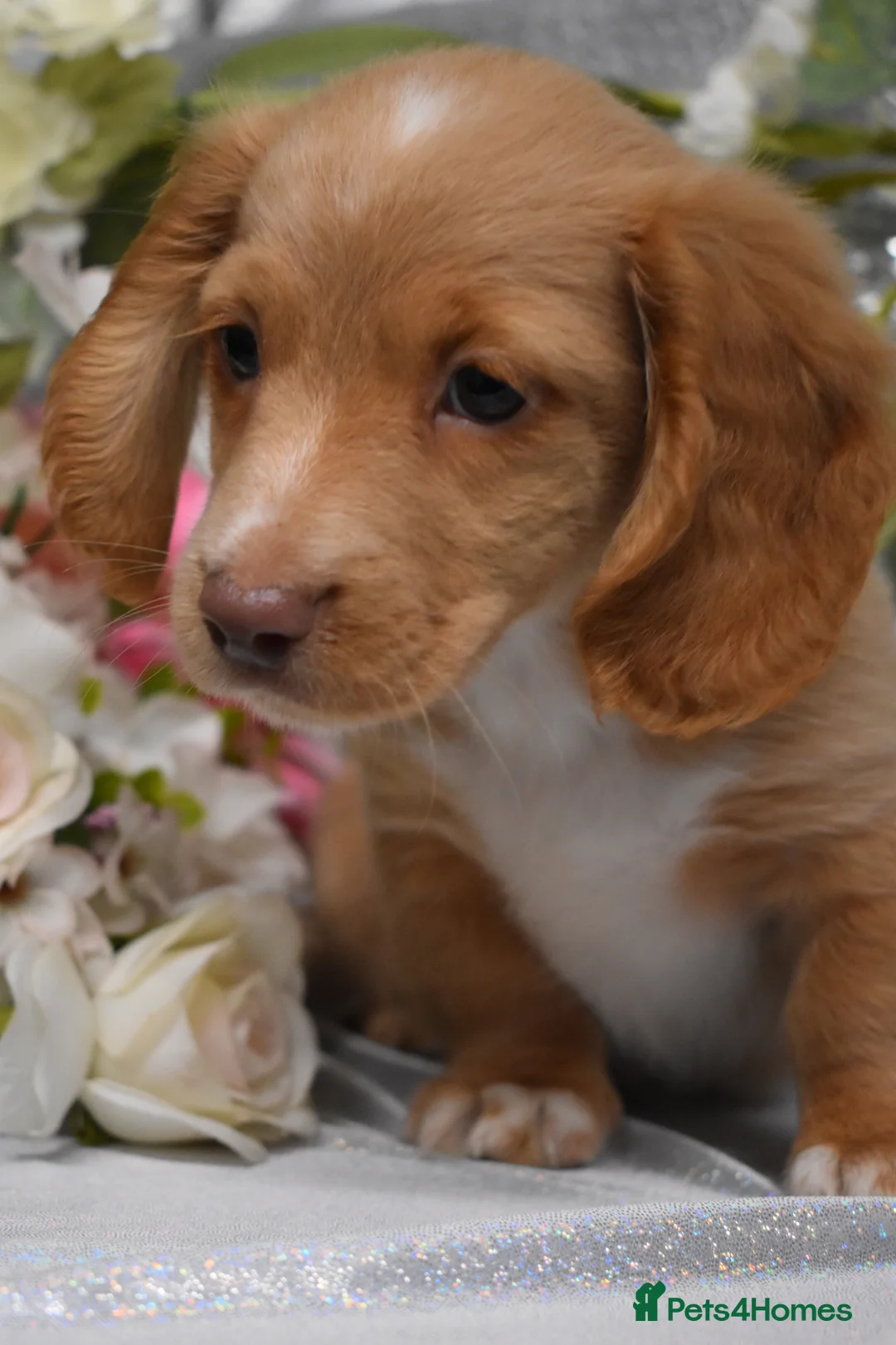 Miniature Dachshund dogs for sale: KC MINIATURE LONG COAT PUPPIES - Advert 8