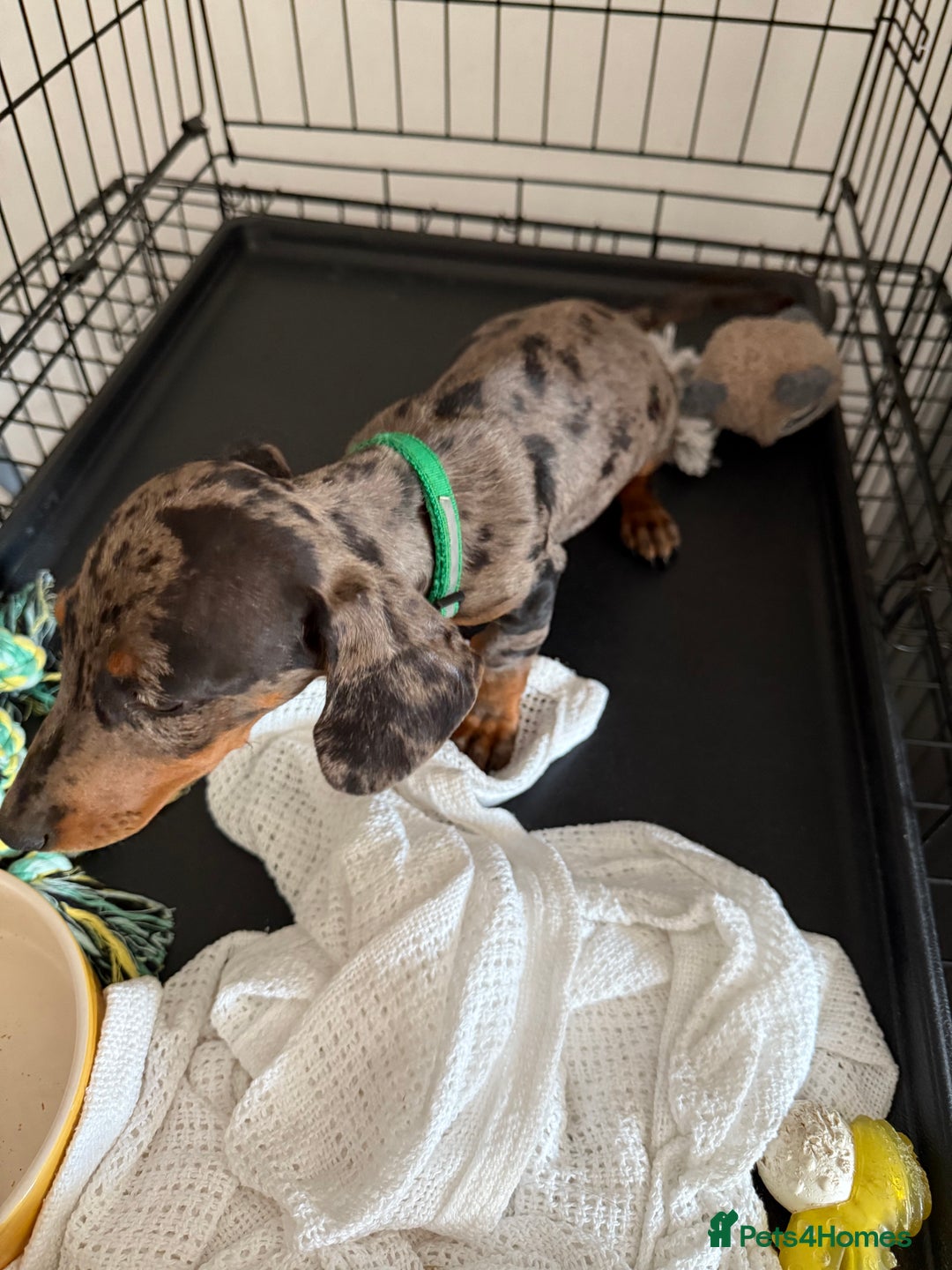 Miniature Dachshund dogs for sale: Dapple miniature dachshund puppy - Image 4