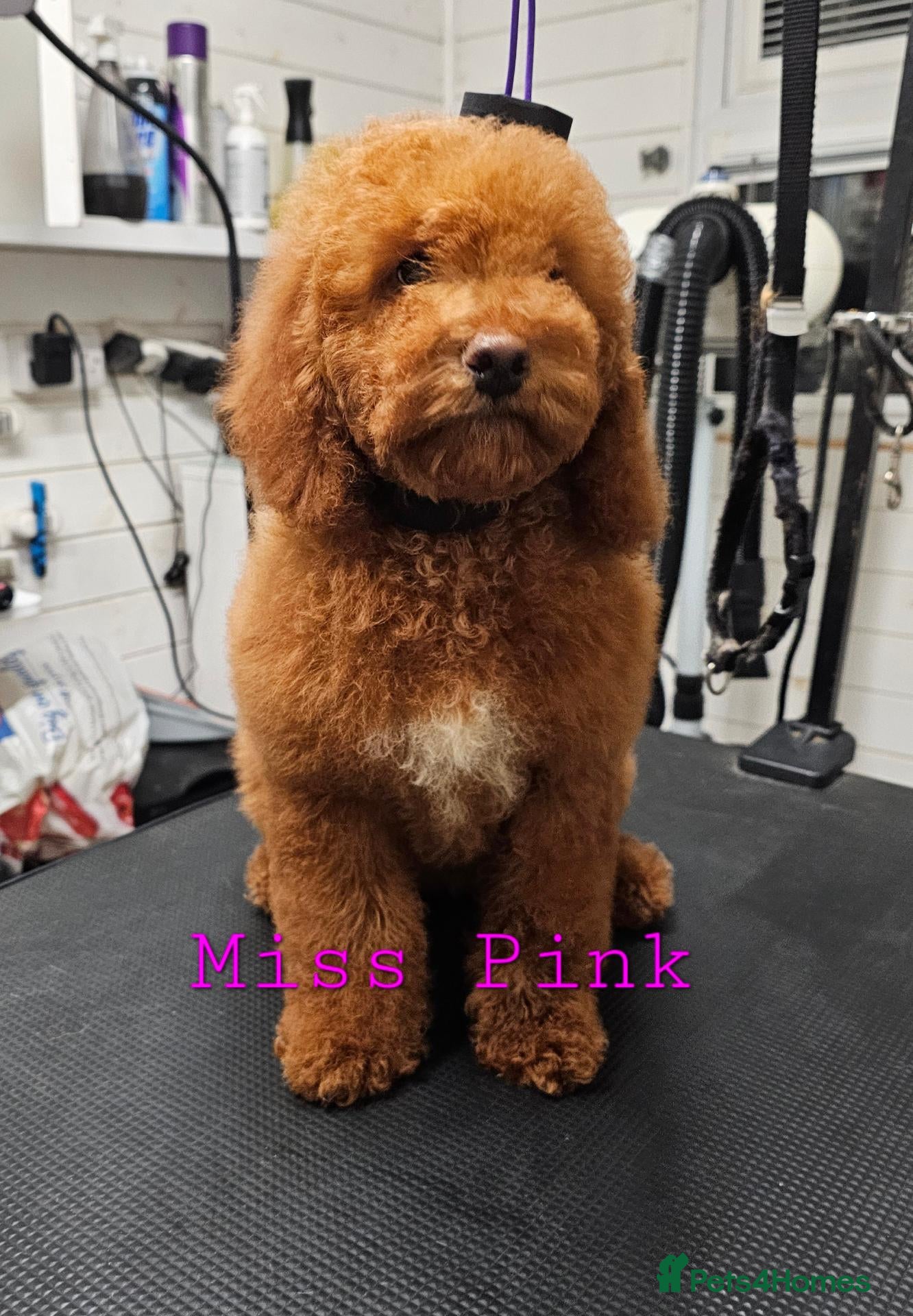 Mini Goldendoodle dogs for sale: Miniature Goldendoodle F1bb 1 boy, 2 girls left - Advert 11